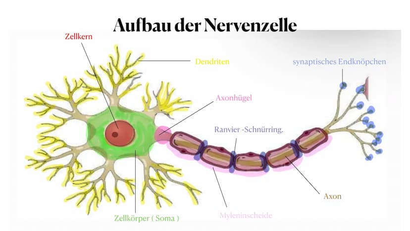20. Oktober 2023
Nervenzelle Gliederung
Nervenzelle
Definition
Reiz und Reaktion
3. Aufbau der Nervenzelle
4. Funktionen der Bestandteile
5.