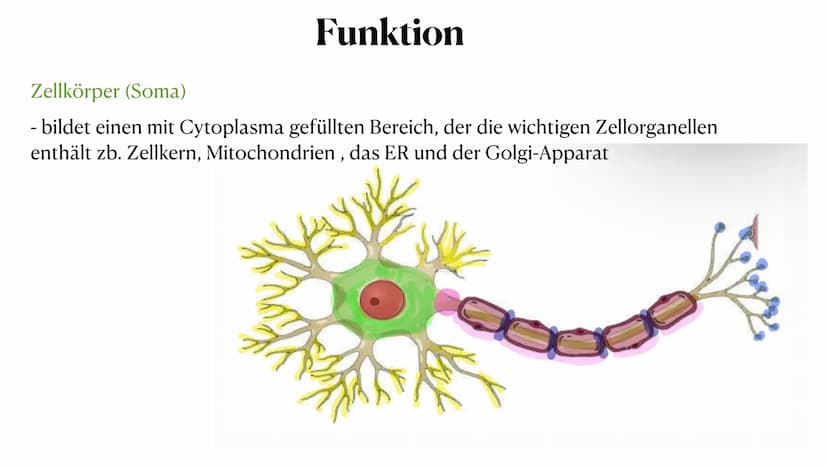 20. Oktober 2023
Nervenzelle Gliederung
Nervenzelle
Definition
Reiz und Reaktion
3. Aufbau der Nervenzelle
4. Funktionen der Bestandteile
5.