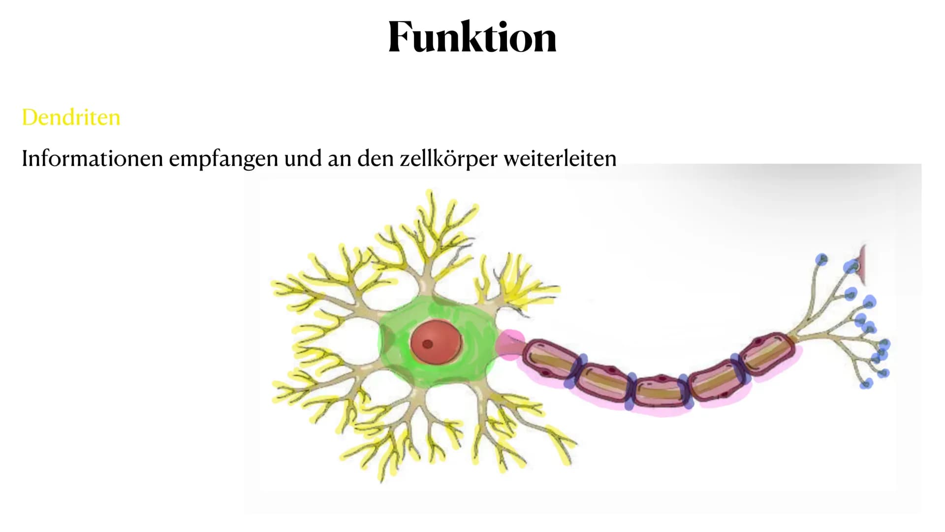 20. Oktober 2023
Nervenzelle Gliederung
Nervenzelle
Definition
Reiz und Reaktion
3. Aufbau der Nervenzelle
4. Funktionen der Bestandteile
5.