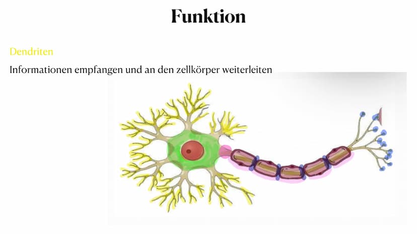 20. Oktober 2023
Nervenzelle Gliederung
Nervenzelle
Definition
Reiz und Reaktion
3. Aufbau der Nervenzelle
4. Funktionen der Bestandteile
5.