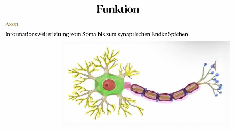 20. Oktober 2023
Nervenzelle Gliederung
Nervenzelle
Definition
Reiz und Reaktion
3. Aufbau der Nervenzelle
4. Funktionen der Bestandteile
5.