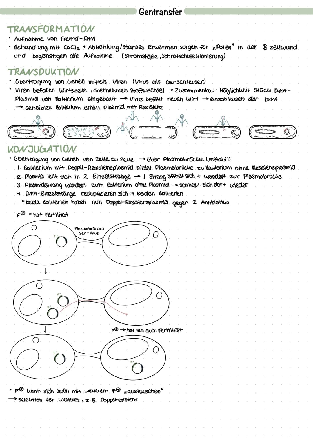 
<h2 id="plasmideinbakterienaufbauundfunktion">Plasmide in Bakterien: Aufbau und Funktion</h2>
<p>Plasmide sind ringförmige DNA-Moleküle, di