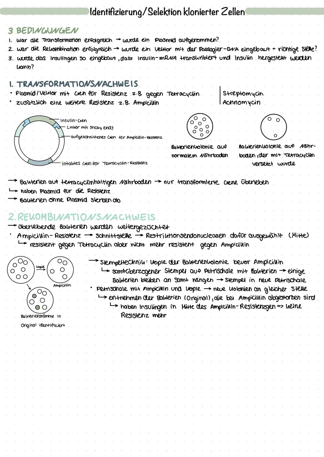 
<h2 id="plasmideinbakterienaufbauundfunktion">Plasmide in Bakterien: Aufbau und Funktion</h2>
<p>Plasmide sind ringförmige DNA-Moleküle, di