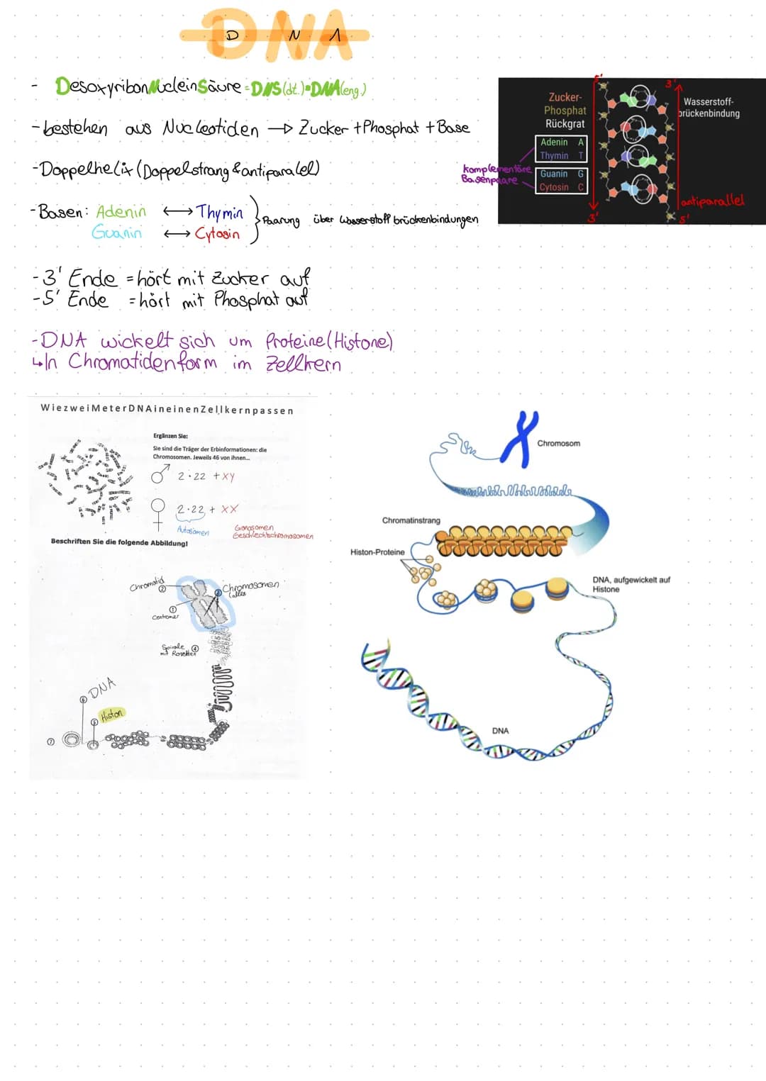 DNA
Desoxyribonuclein Säure DNS (dt.) DWA (eng.)
-bestehen aus Nucleotiden → Zucker + Phosphat + Base
-Doppelhe(it (Doppelstrang & antipara 