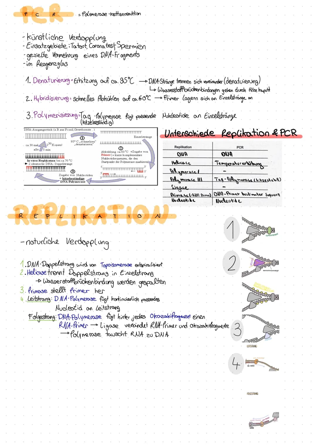 DNA
Desoxyribonuclein Säure DNS (dt.) DWA (eng.)
-bestehen aus Nucleotiden → Zucker + Phosphat + Base
-Doppelhe(it (Doppelstrang & antipara 