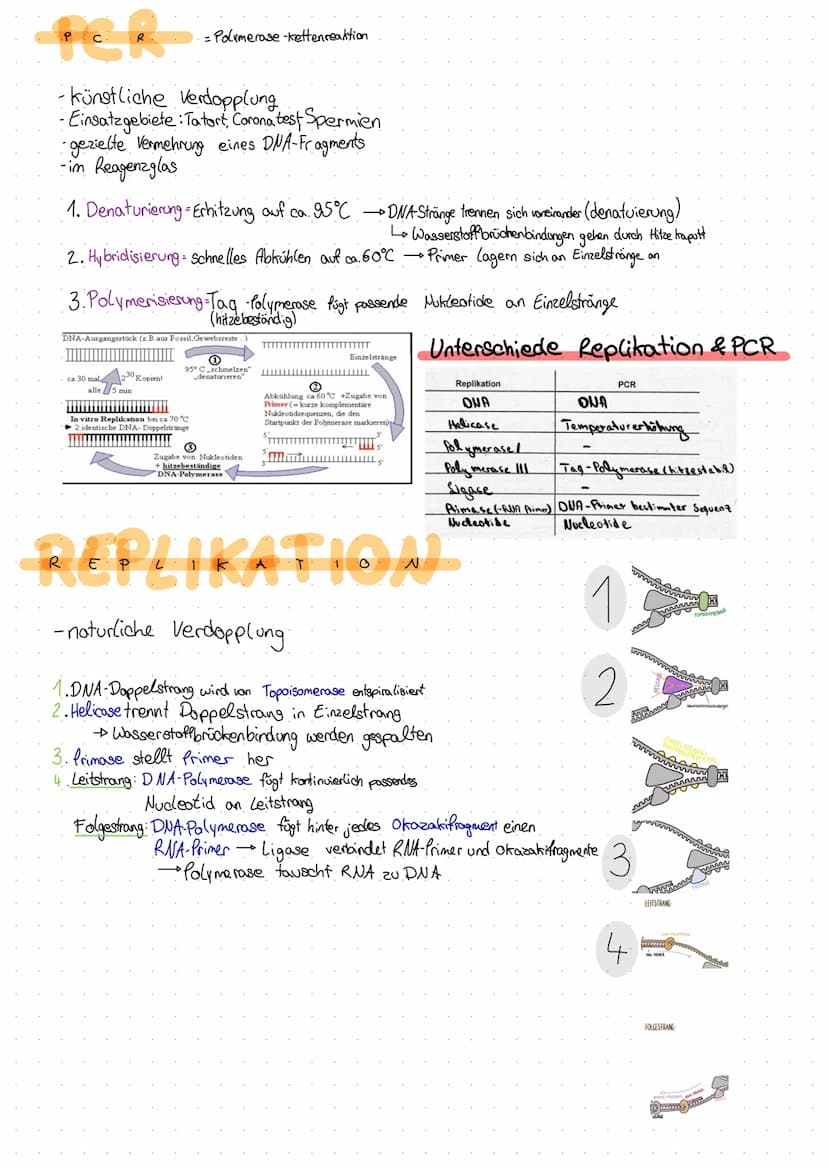 DNA
Desoxyribonuclein Säure DNS (dt.) DWA (eng.)
-bestehen aus Nucleotiden → Zucker + Phosphat + Base
-Doppelhe(it (Doppelstrang & antipara 