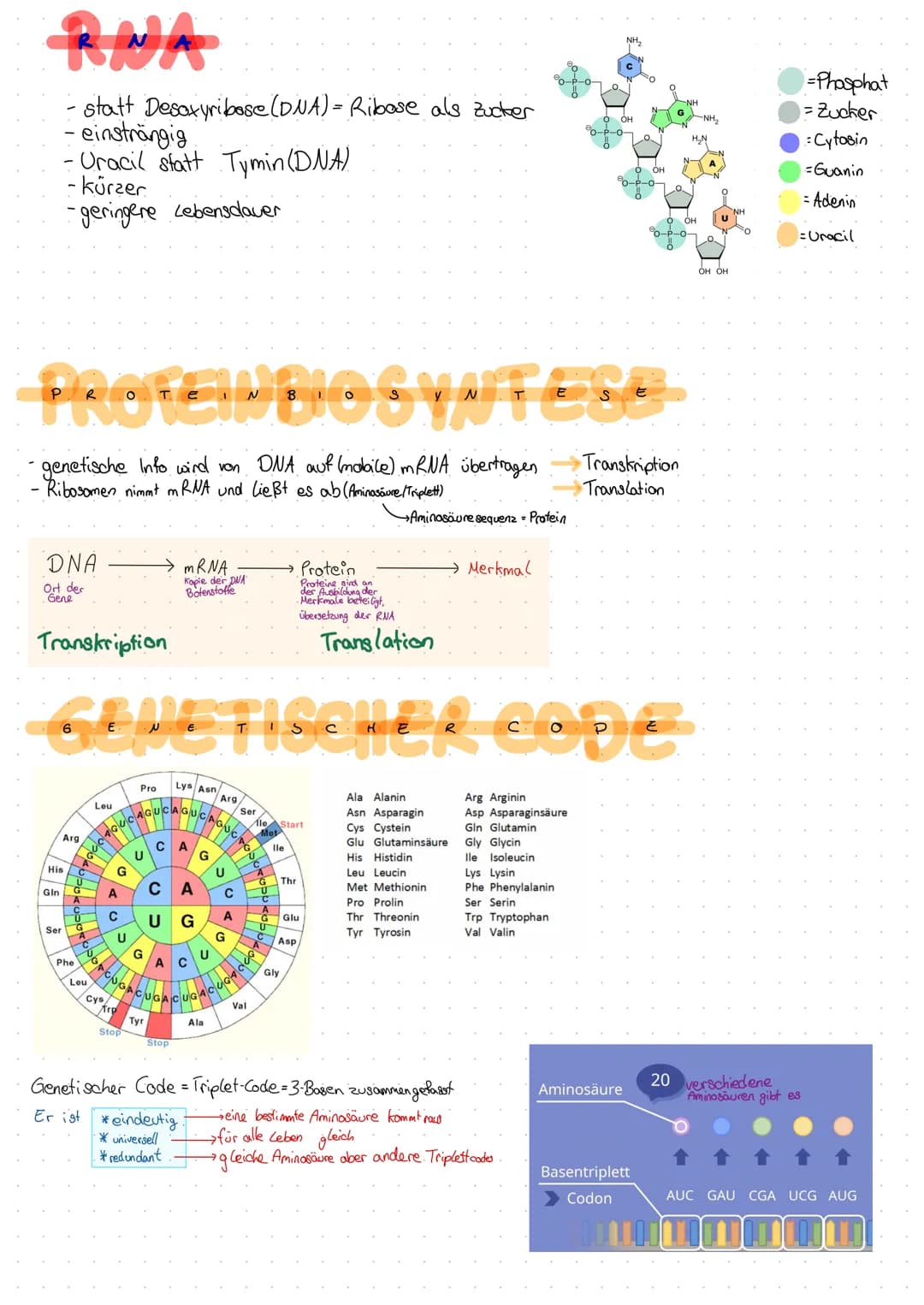 DNA
Desoxyribonuclein Säure DNS (dt.) DWA (eng.)
-bestehen aus Nucleotiden → Zucker + Phosphat + Base
-Doppelhe(it (Doppelstrang & antipara 