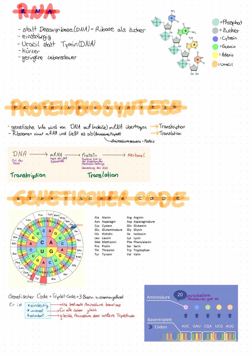 DNA
Desoxyribonuclein Säure DNS (dt.) DWA (eng.)
-bestehen aus Nucleotiden → Zucker + Phosphat + Base
-Doppelhe(it (Doppelstrang & antipara 
