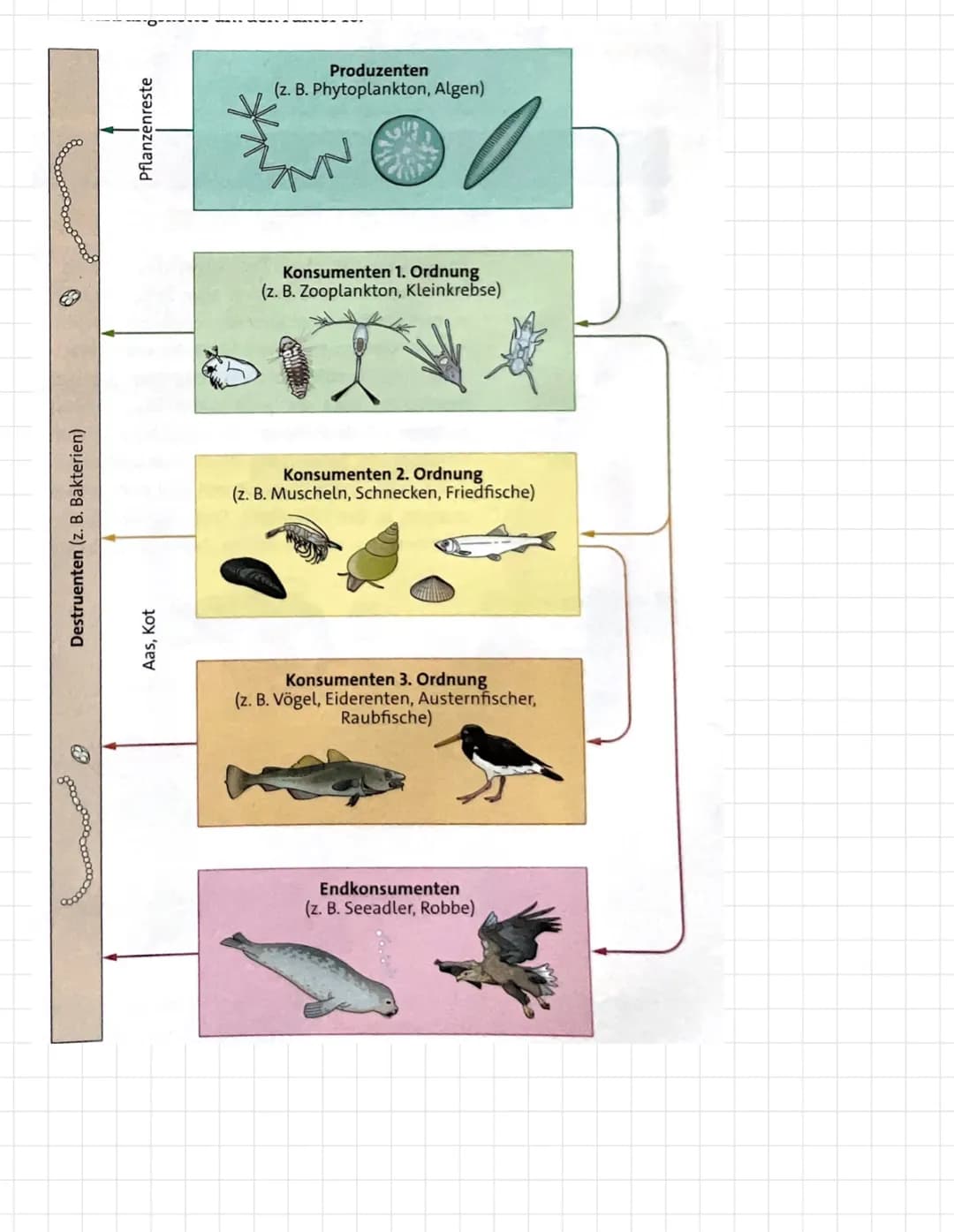 homoiotherm → gleich warm
poikilotherm →wechselwarm
Säugetiere = homoiotherm
Insekten/Reptilien
Fische
OKOLOGIE
endotherme Tiere
Säugetiere 