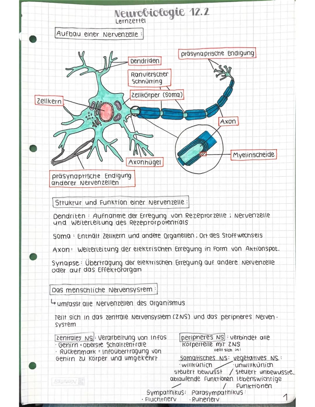 Neurobiologie einfach erklärt: Nervenzelle Aufbau und Funktion, Ruhepotential & Synapsengifte