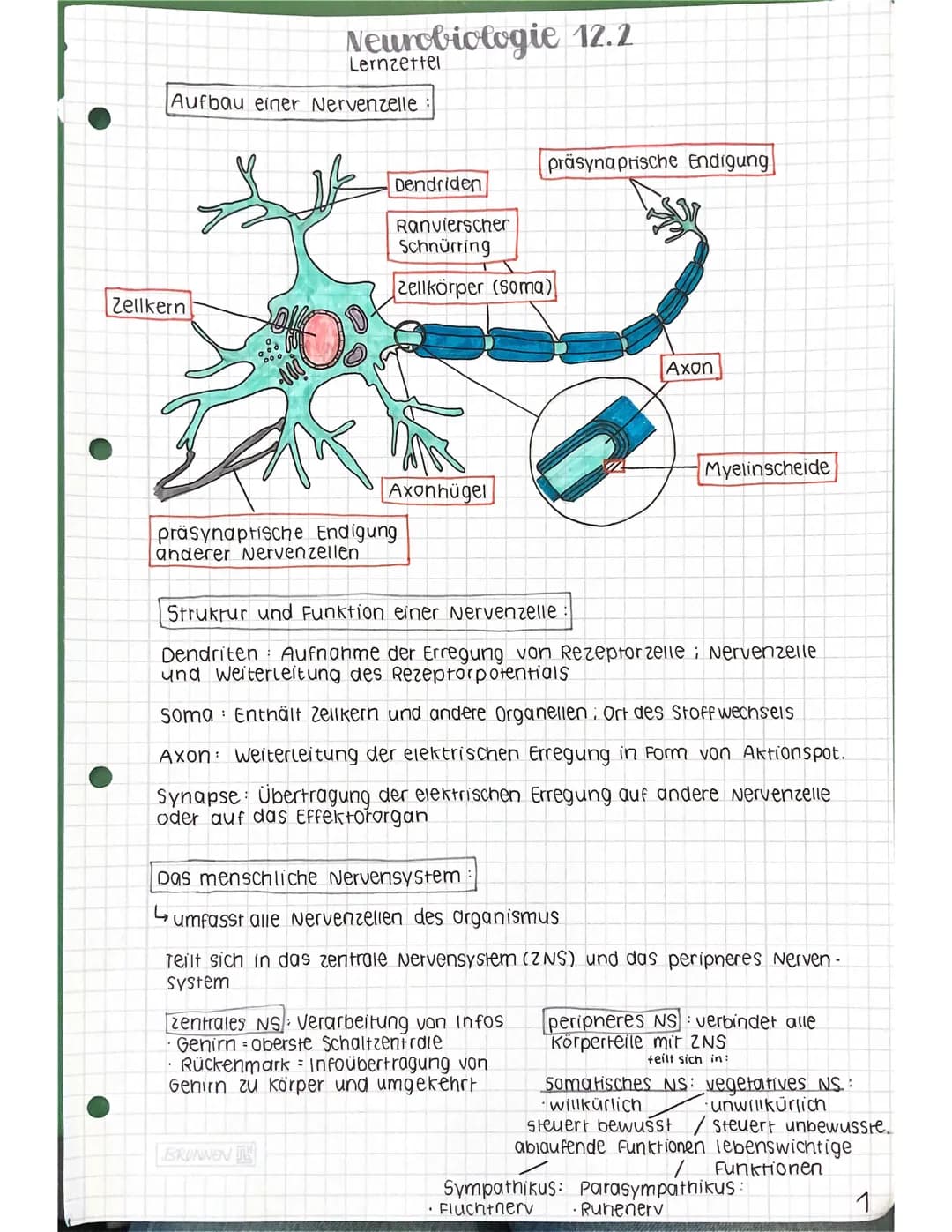 Zellkern
Neurobiologie 12.2
Aufbau einer Nervenzelle
Lernzettel
Dendriden
Ranvierscher
Schnürring
Zellkörper (Soma)
Axonhügel
präsynaptische