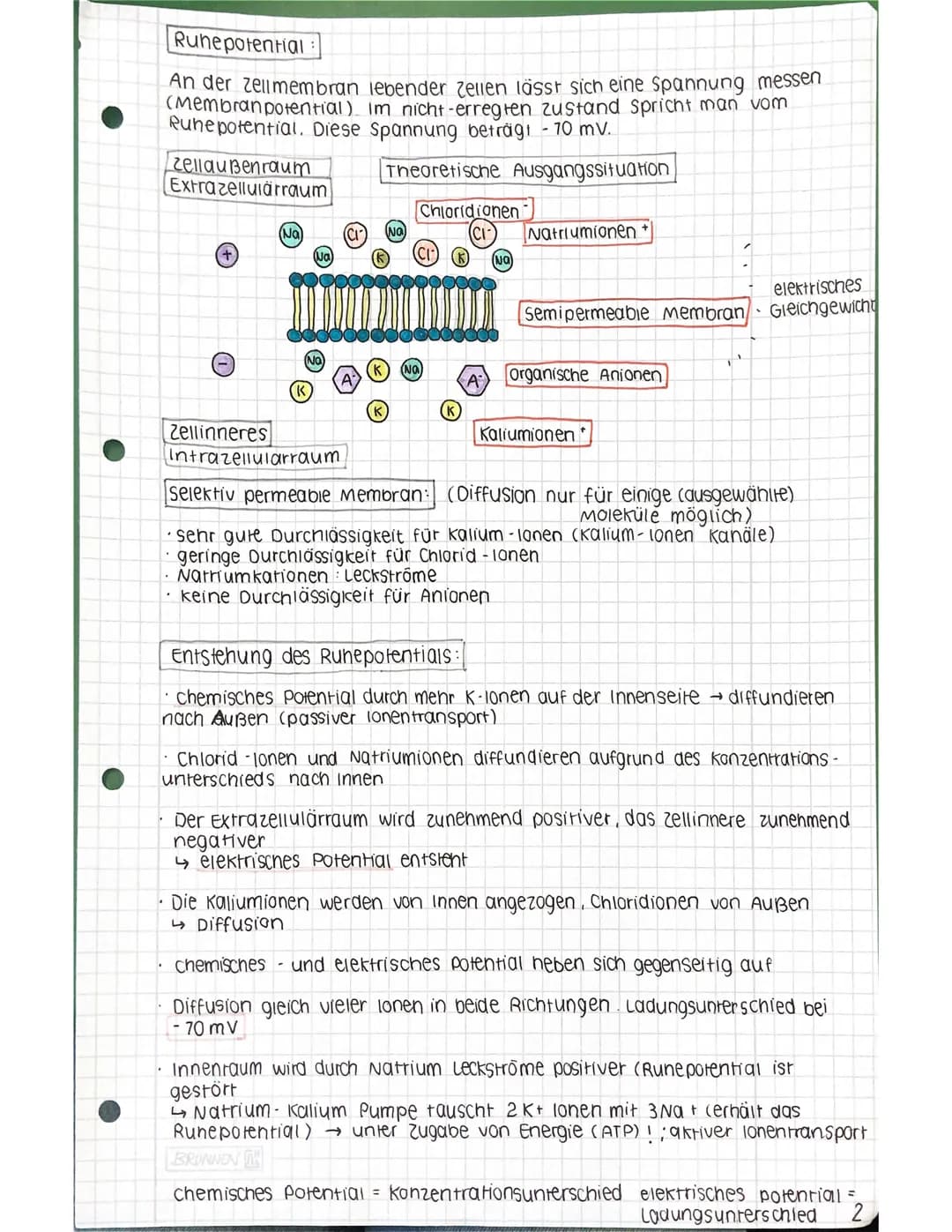 Zellkern
Neurobiologie 12.2
Aufbau einer Nervenzelle
Lernzettel
Dendriden
Ranvierscher
Schnürring
Zellkörper (Soma)
Axonhügel
präsynaptische