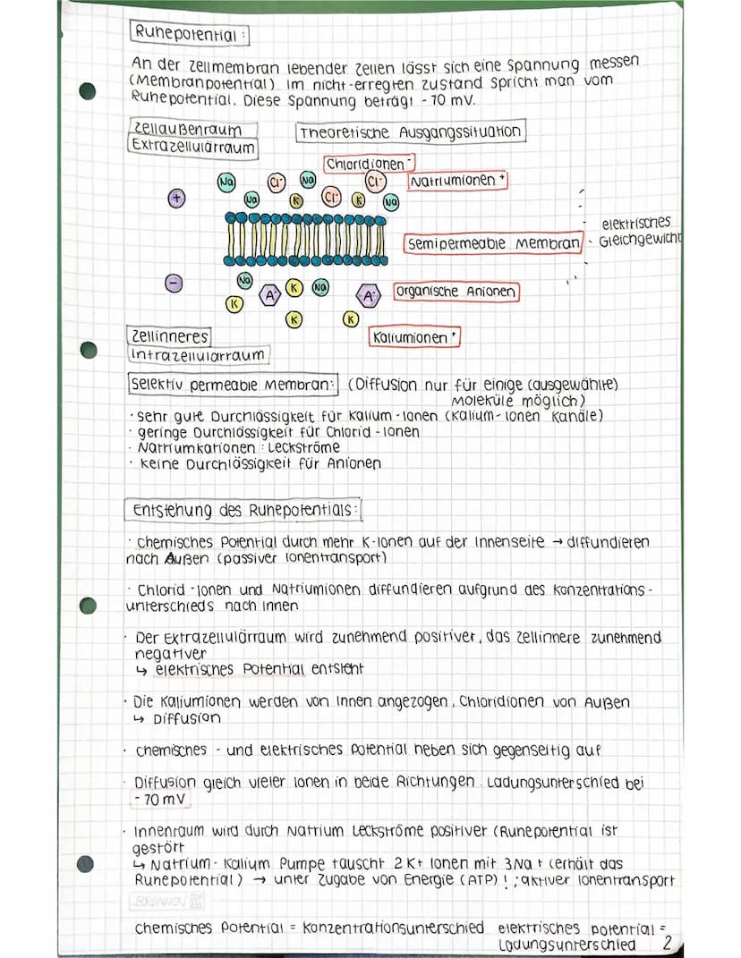 Zellkern
Neurobiologie 12.2
Aufbau einer Nervenzelle
Lernzettel
Dendriden
Ranvierscher
Schnürring
Zellkörper (Soma)
Axonhügel
präsynaptische