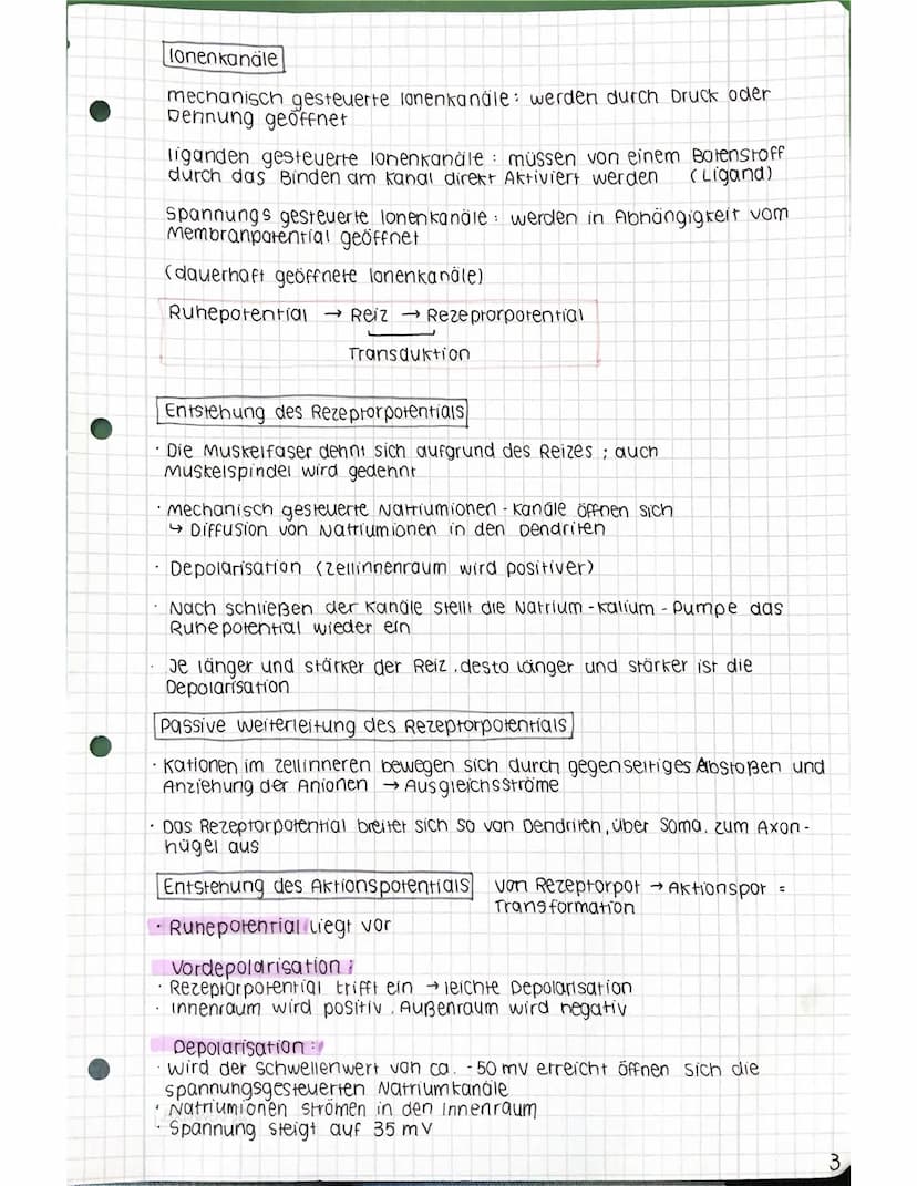 Zellkern
Neurobiologie 12.2
Aufbau einer Nervenzelle
Lernzettel
Dendriden
Ranvierscher
Schnürring
Zellkörper (Soma)
Axonhügel
präsynaptische