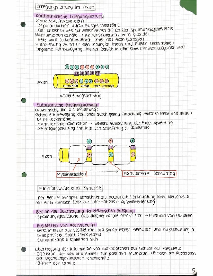 Zellkern
Neurobiologie 12.2
Aufbau einer Nervenzelle
Lernzettel
Dendriden
Ranvierscher
Schnürring
Zellkörper (Soma)
Axonhügel
präsynaptische