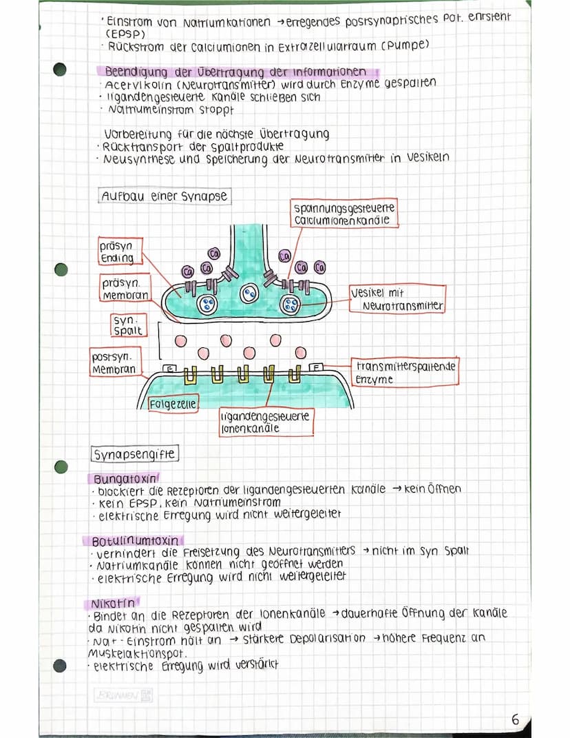 Zellkern
Neurobiologie 12.2
Aufbau einer Nervenzelle
Lernzettel
Dendriden
Ranvierscher
Schnürring
Zellkörper (Soma)
Axonhügel
präsynaptische