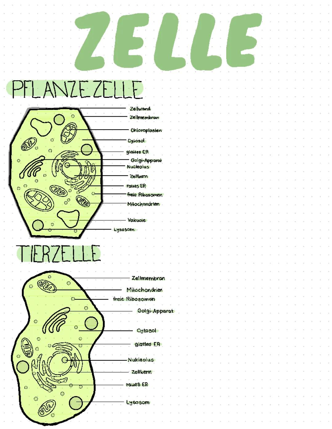Pflanzen- und Tierzellen