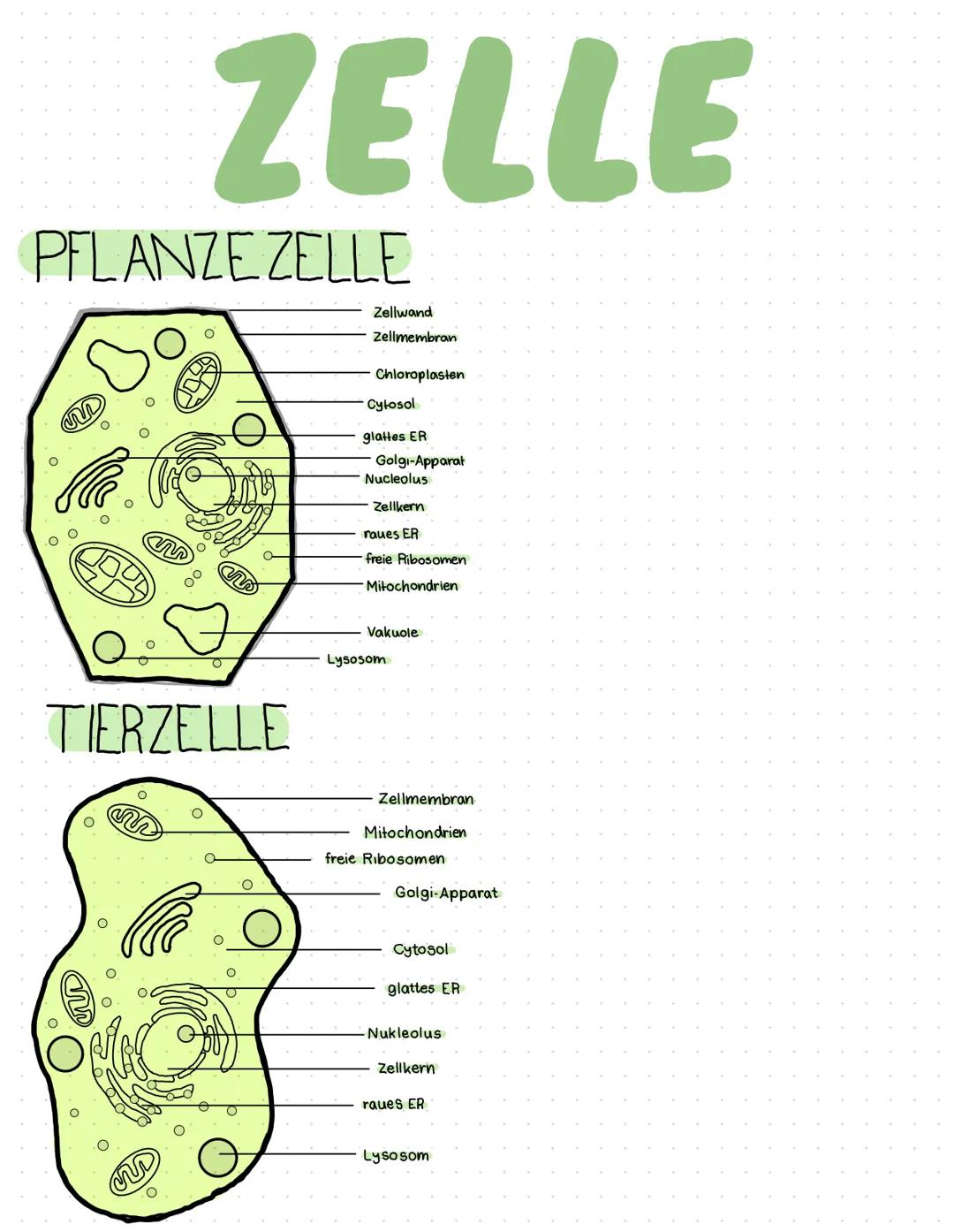 PFLANZE ZELLE
M
O
O
ZELLE
TIERZELLE
N
Zellwand
Zellmembran
Chloroplasten
Cytosol
glattes ER
Golgi-Apparat
Nucleolus
Zellkern
raues ER
freie 