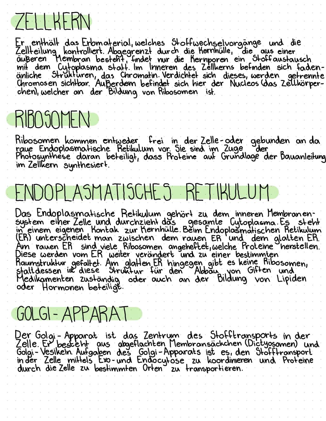 PFLANZE ZELLE
M
O
O
ZELLE
TIERZELLE
N
Zellwand
Zellmembran
Chloroplasten
Cytosol
glattes ER
Golgi-Apparat
Nucleolus
Zellkern
raues ER
freie 