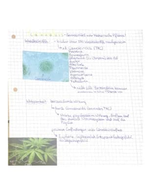 Know Steckbrief zu Cannabis und eine Hausaufgabe zu einem anderen Thema thumbnail