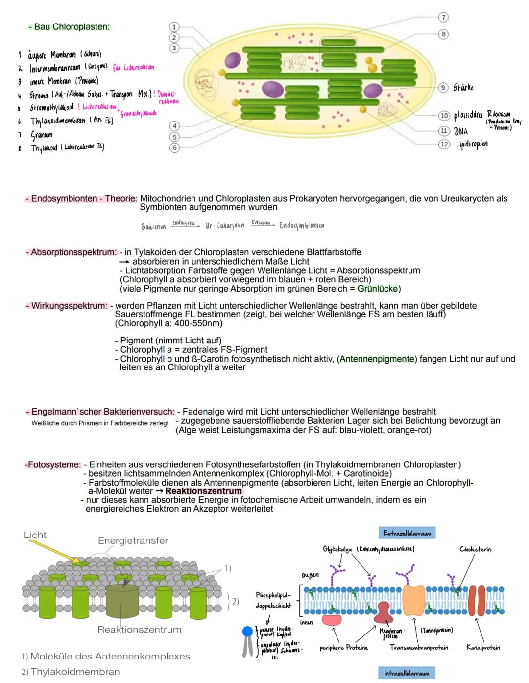 Fotosynthese
= zentraler Stoffwechselvorgang
- aus (energiearmen, anorganischen Stoffen) Kohlenstoffdioxid und Wasser bauen Pflanzen in Chlo