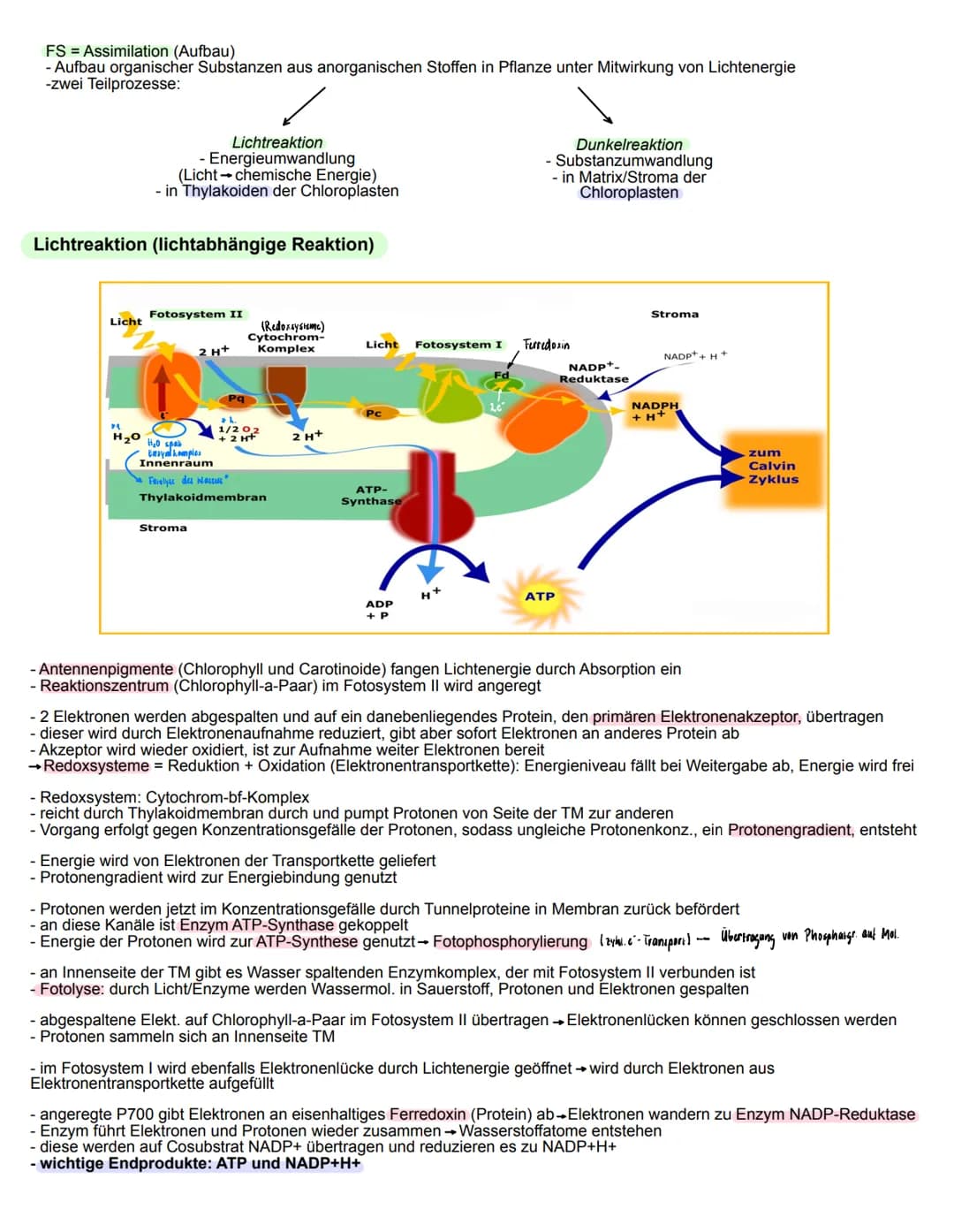 Fotosynthese
= zentraler Stoffwechselvorgang
- aus (energiearmen, anorganischen Stoffen) Kohlenstoffdioxid und Wasser bauen Pflanzen in Chlo