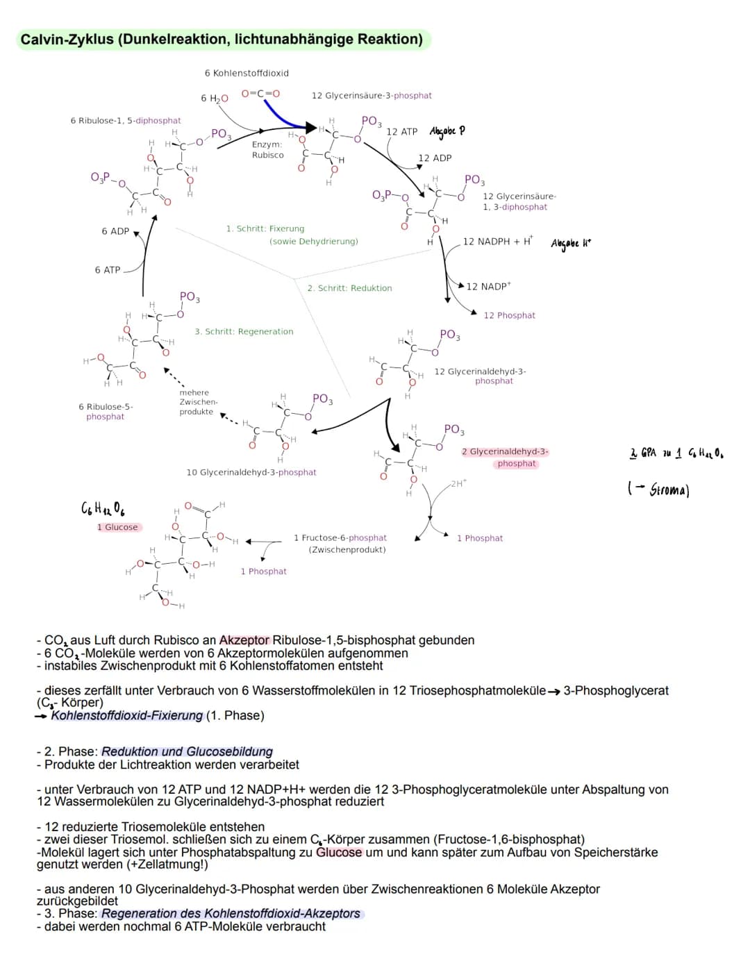 Fotosynthese
= zentraler Stoffwechselvorgang
- aus (energiearmen, anorganischen Stoffen) Kohlenstoffdioxid und Wasser bauen Pflanzen in Chlo