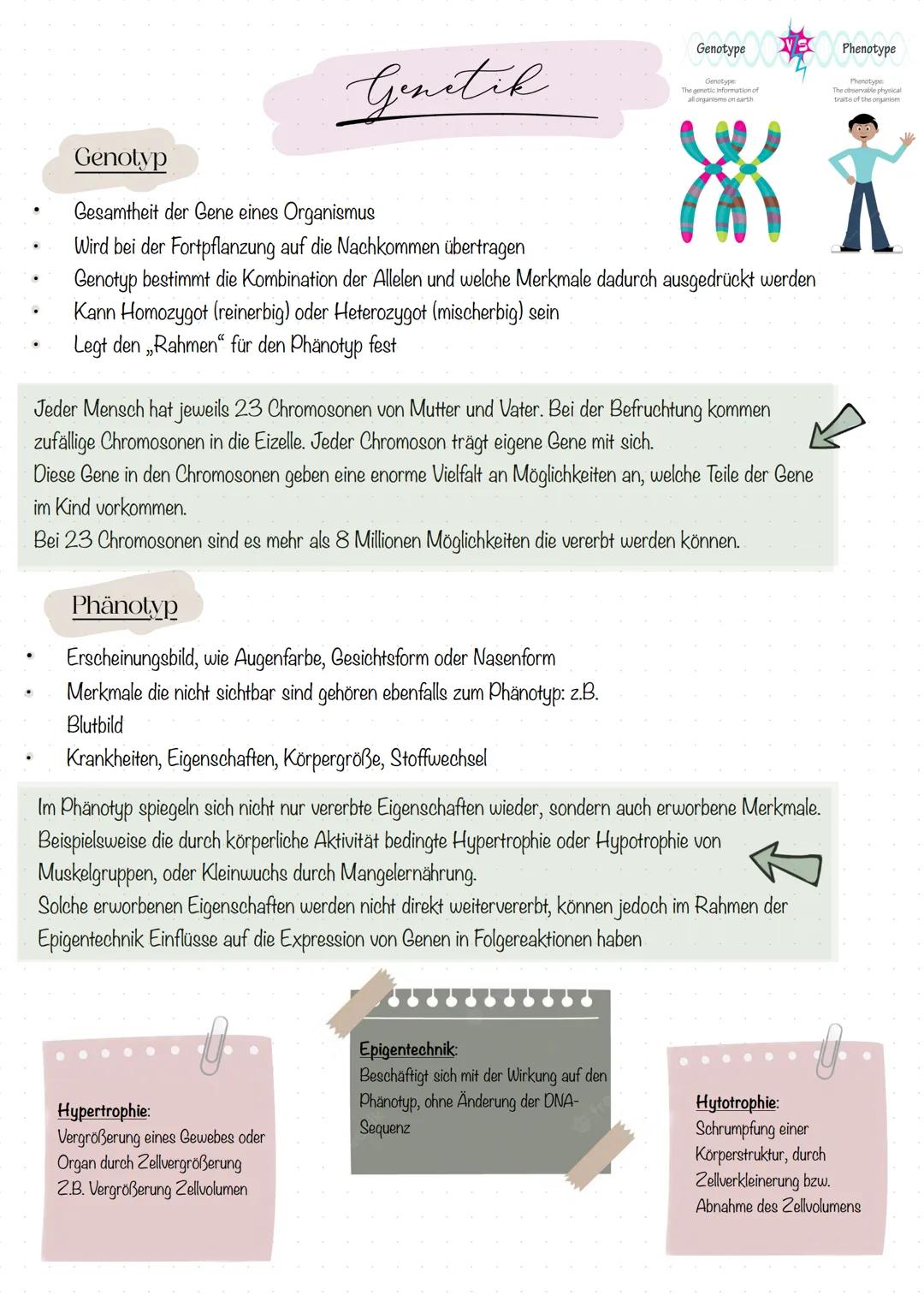 # Genetik

Genotype

*   Gesamtheit der Gene eines Organismus
*   Wird bei der Fortpflanzung auf die Nachkommen übertragen
*   Genotyp besti