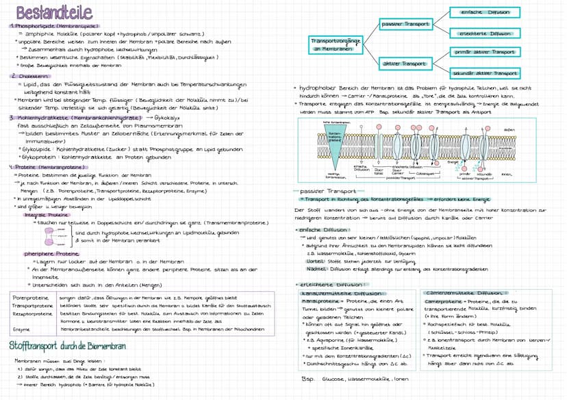 Cytologie
Alle Lebewesen sind aus Zellen aufgebaut. Zellen entstehen nur aus Zellen
mikroskope
Mikroskoparten
Auflösung
Bildtyp
Präparate
Uo