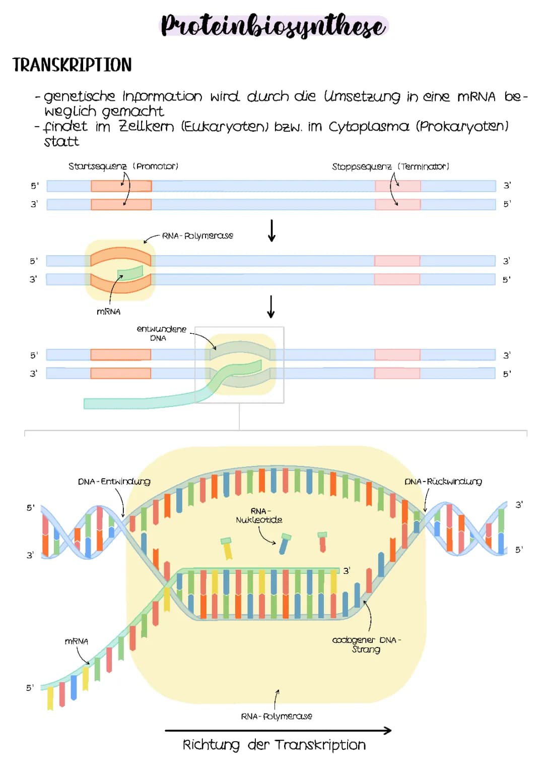Proteinbiosynthese | Genetik