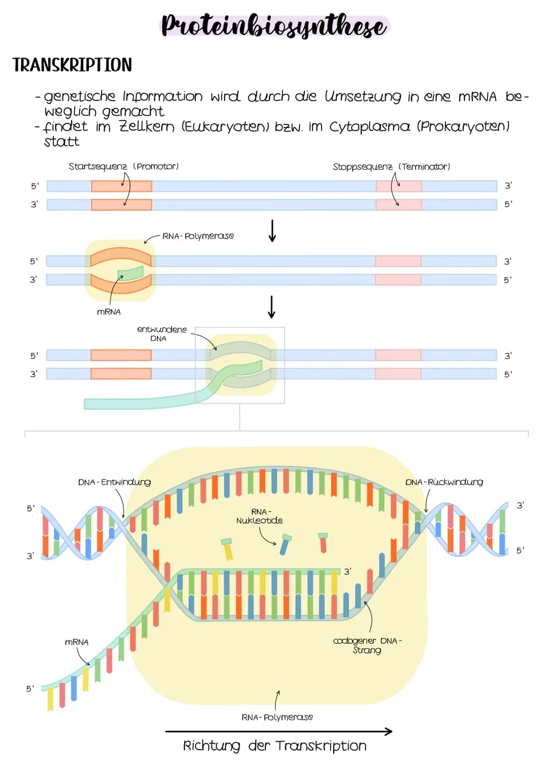 TRANSKRIPTION
- genetische Information wird durch die Umsetzung in eine mRNA be-
weglich gemacht
- findet im Zellkern (Eukaryoten) bzw. im C
