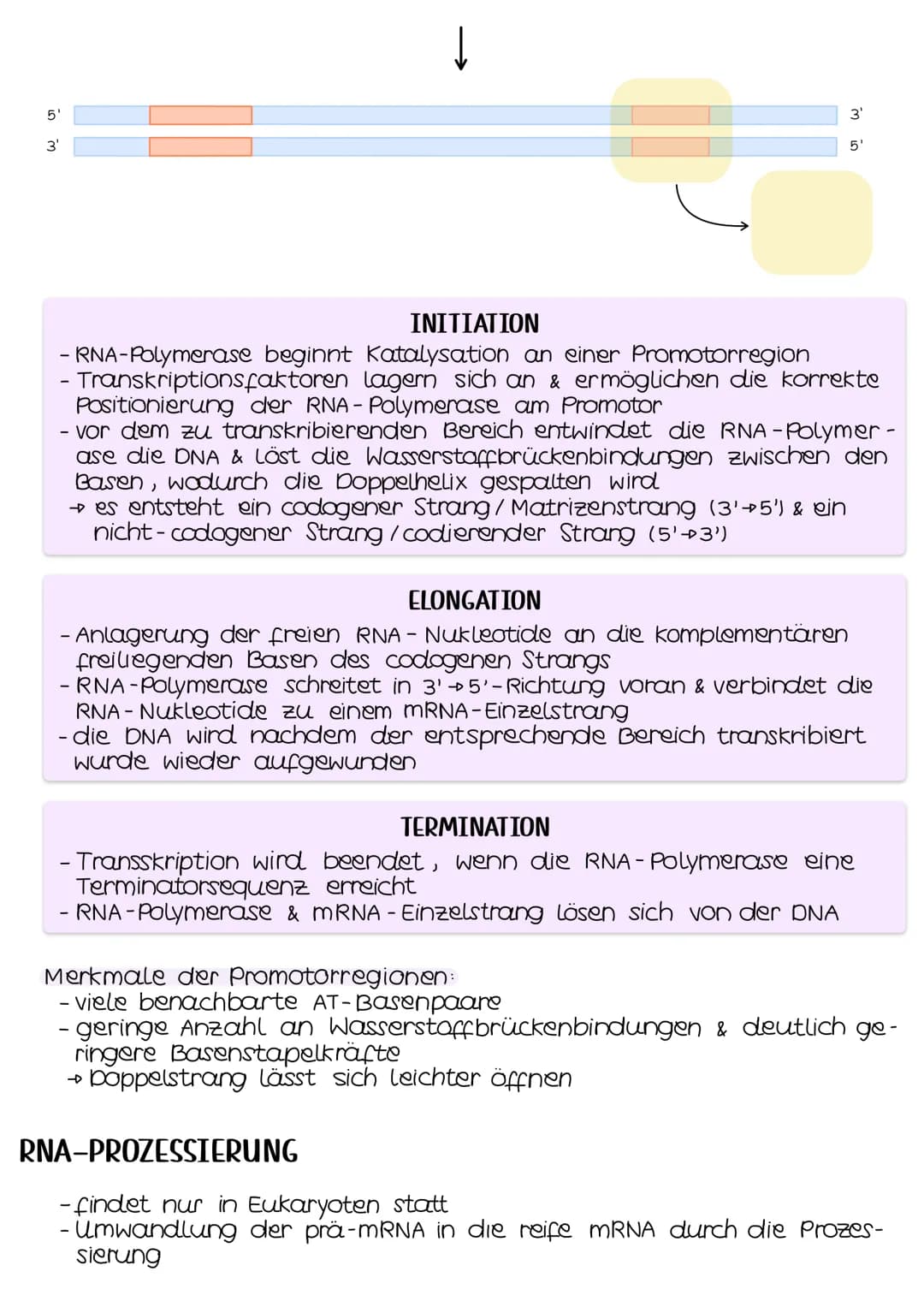 TRANSKRIPTION
- genetische Information wird durch die Umsetzung in eine mRNA be-
weglich gemacht
- findet im Zellkern (Eukaryoten) bzw. im C