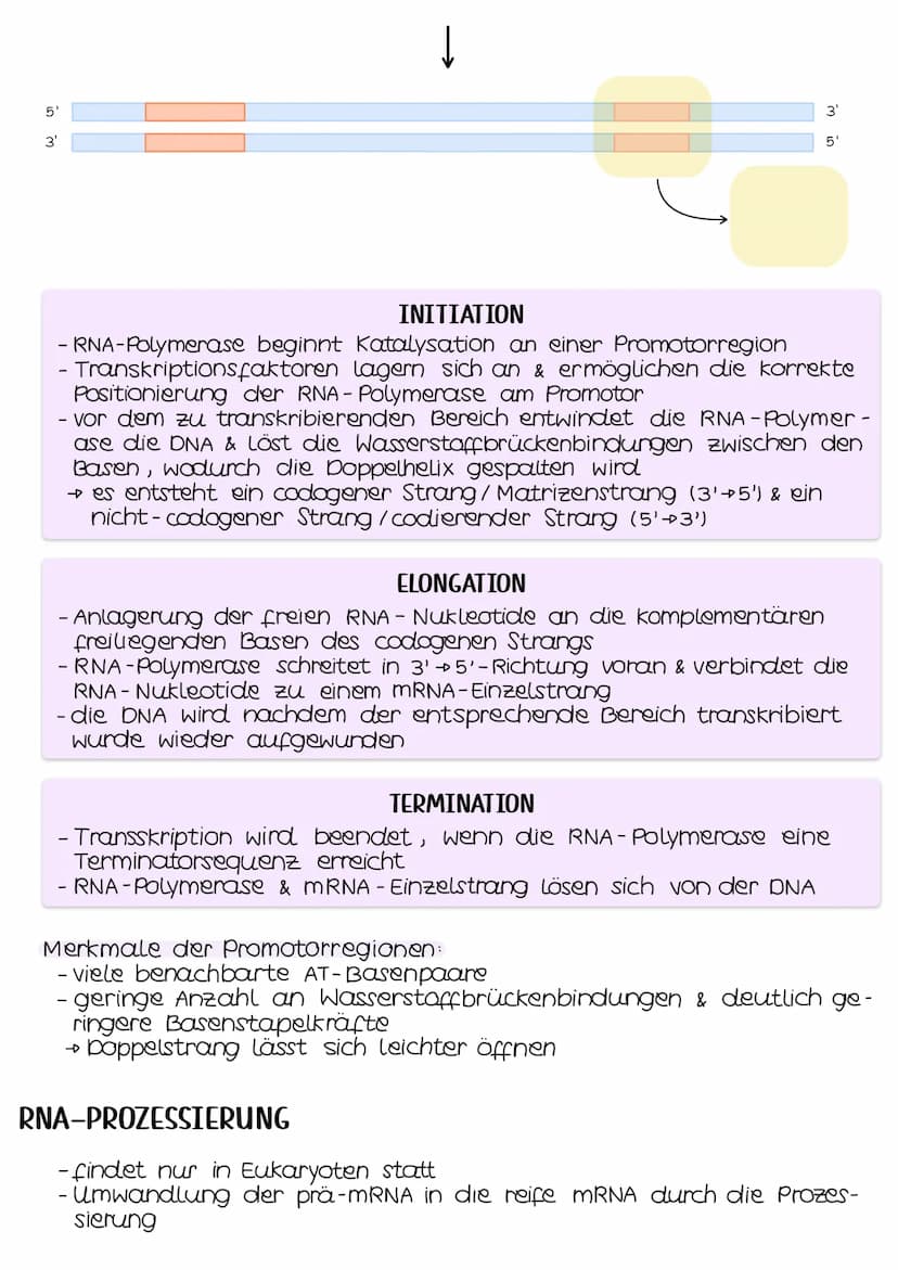 TRANSKRIPTION
- genetische Information wird durch die Umsetzung in eine mRNA be-
weglich gemacht
- findet im Zellkern (Eukaryoten) bzw. im C