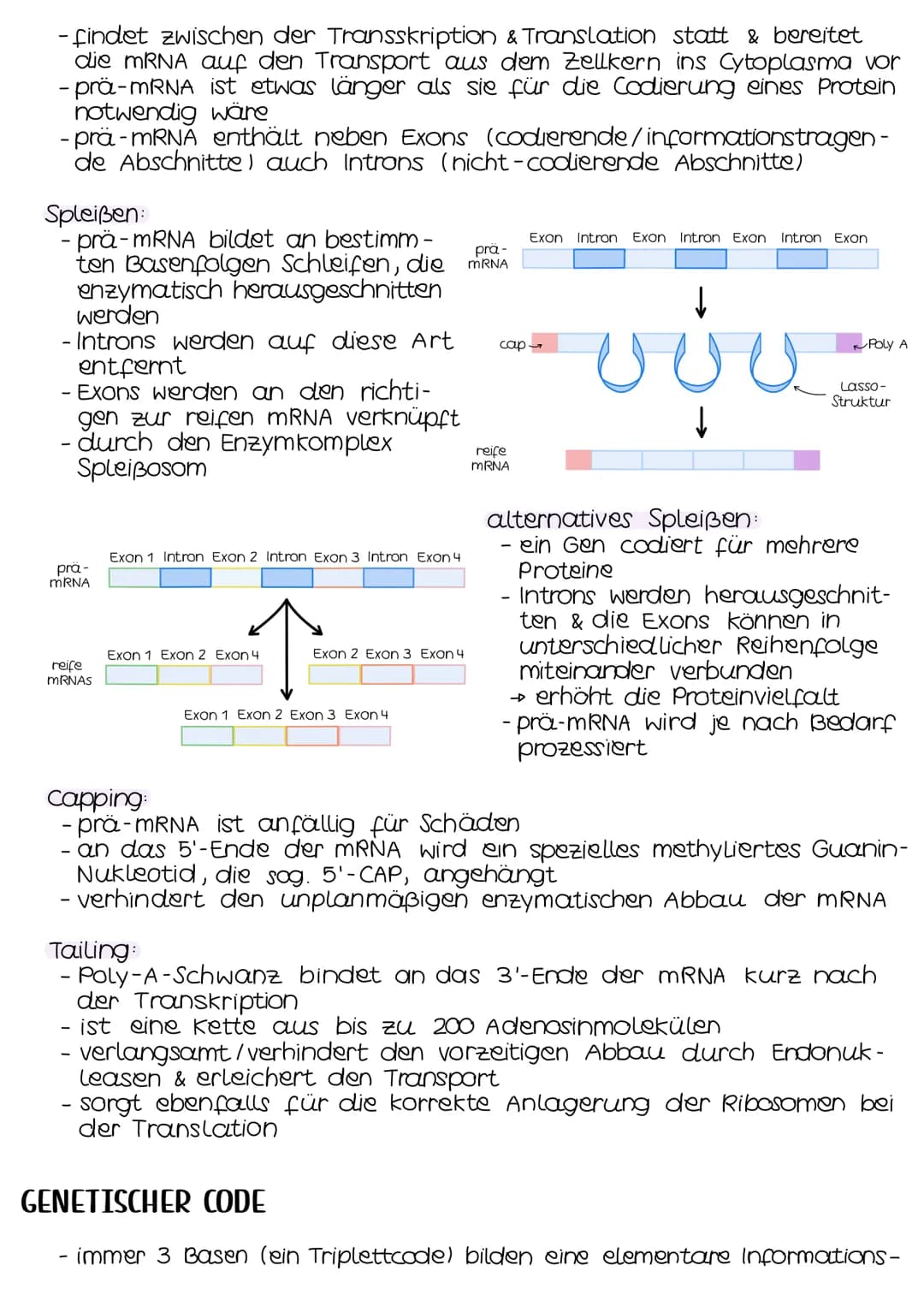 TRANSKRIPTION
- genetische Information wird durch die Umsetzung in eine mRNA be-
weglich gemacht
- findet im Zellkern (Eukaryoten) bzw. im C