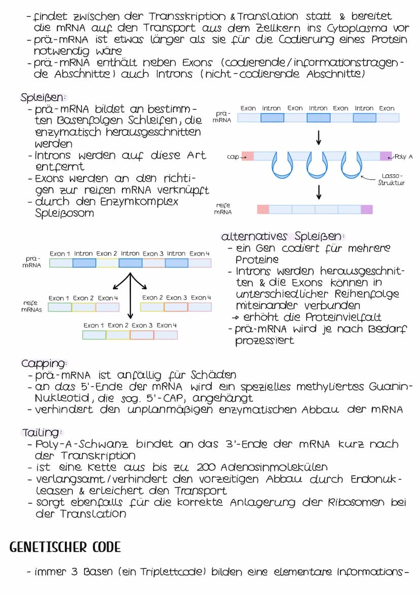 TRANSKRIPTION
- genetische Information wird durch die Umsetzung in eine mRNA be-
weglich gemacht
- findet im Zellkern (Eukaryoten) bzw. im C