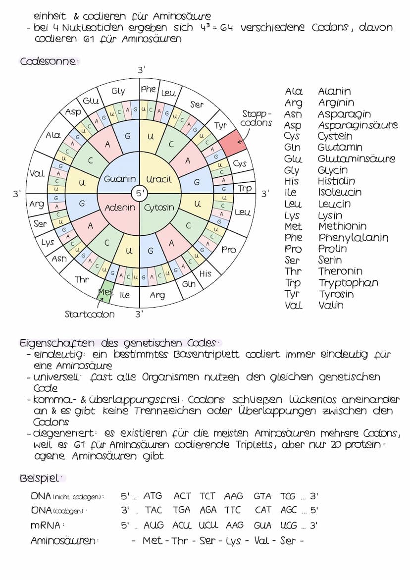 TRANSKRIPTION
- genetische Information wird durch die Umsetzung in eine mRNA be-
weglich gemacht
- findet im Zellkern (Eukaryoten) bzw. im C