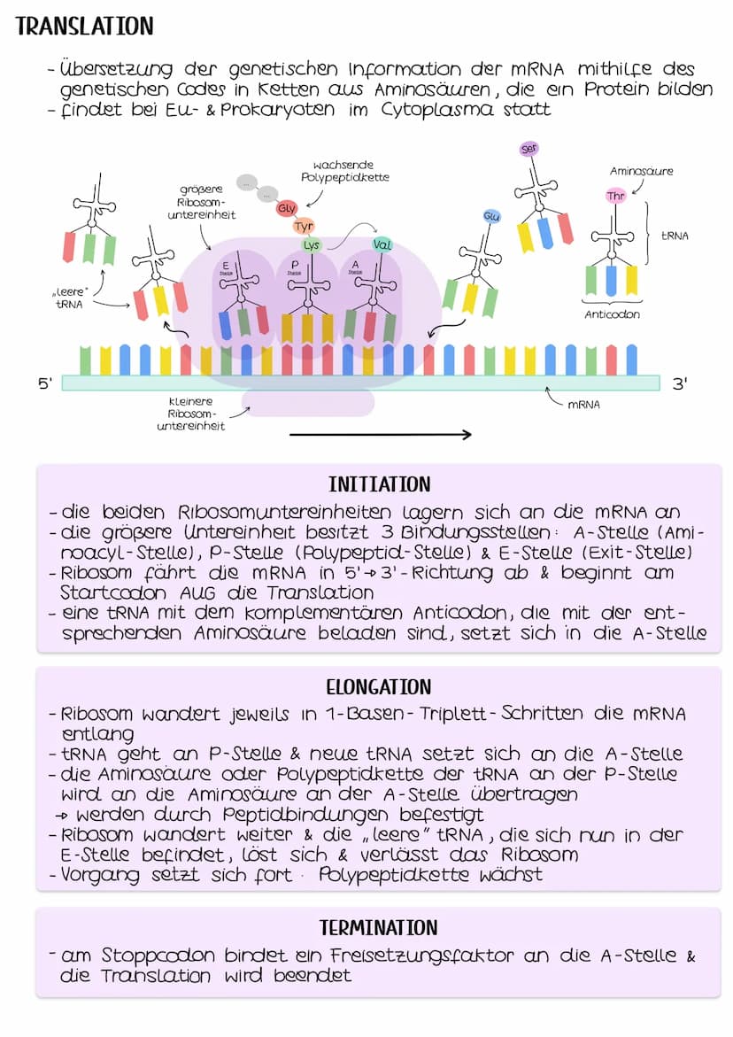 TRANSKRIPTION
- genetische Information wird durch die Umsetzung in eine mRNA be-
weglich gemacht
- findet im Zellkern (Eukaryoten) bzw. im C
