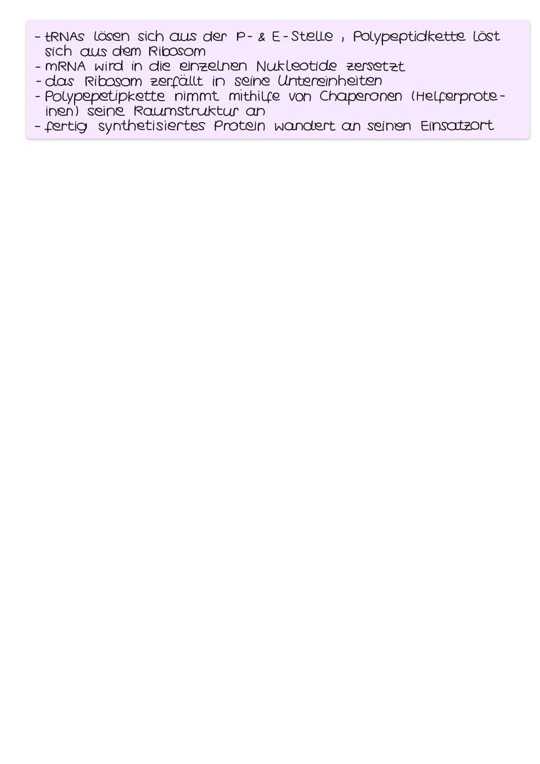 TRANSKRIPTION
- genetische Information wird durch die Umsetzung in eine mRNA be-
weglich gemacht
- findet im Zellkern (Eukaryoten) bzw. im C