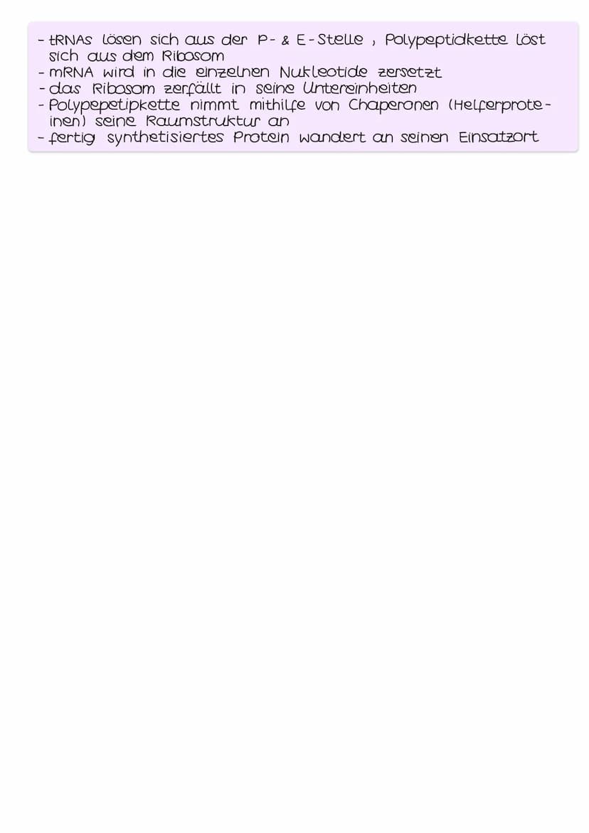 TRANSKRIPTION
- genetische Information wird durch die Umsetzung in eine mRNA be-
weglich gemacht
- findet im Zellkern (Eukaryoten) bzw. im C