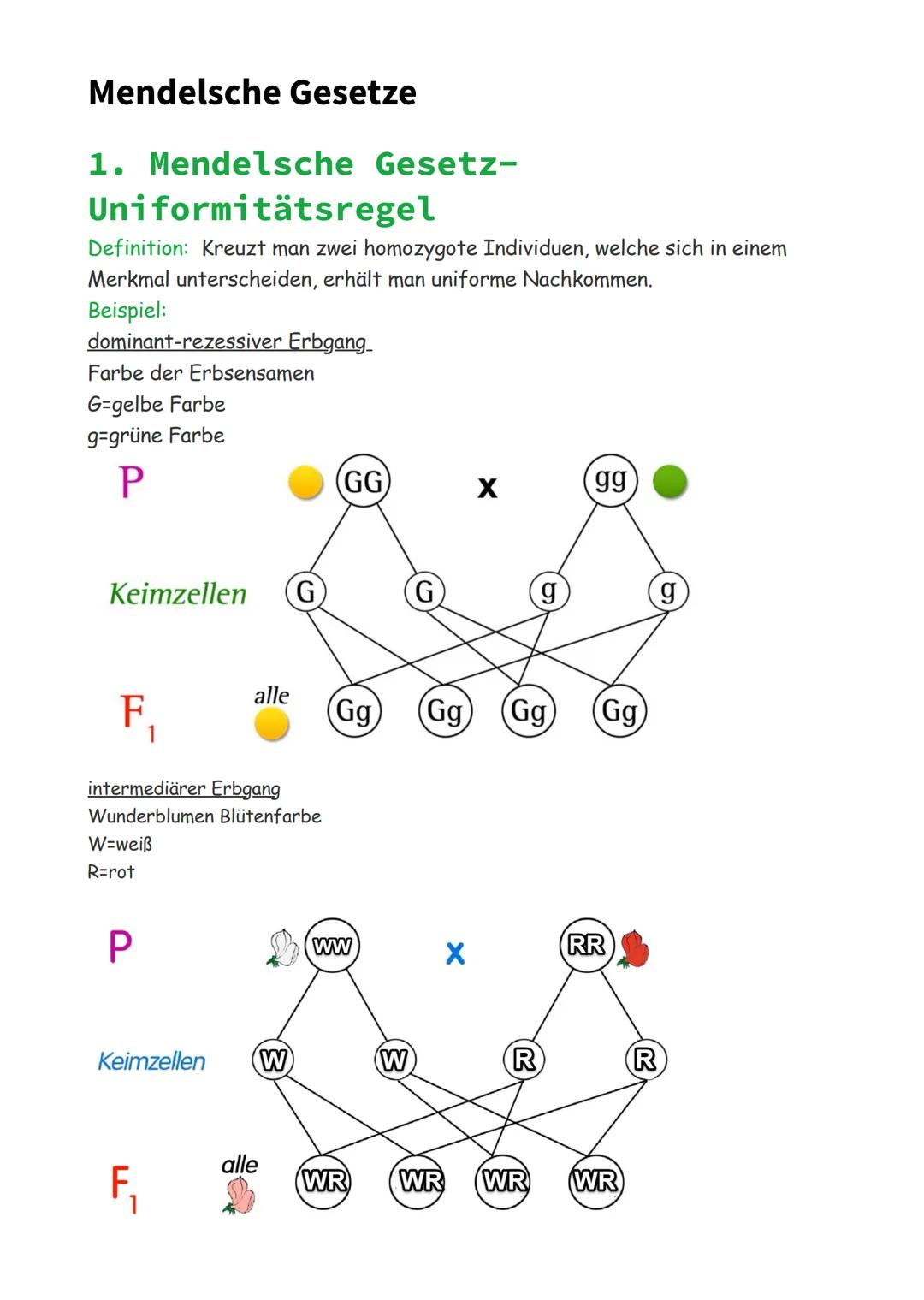 Mendelsche Gesetze
1. Mendelsche Gesetz-
Uniformitätsregel
Definition: Kreuzt man zwei homozygote Individuen, welche sich in einem
Merkmal u