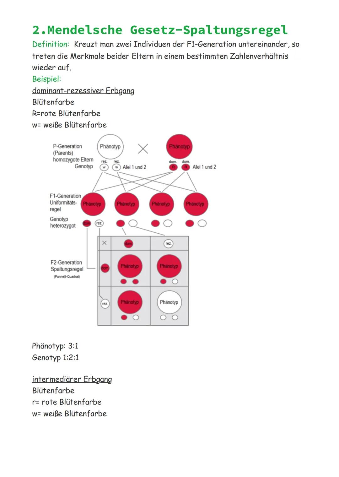 Mendelsche Gesetze
1. Mendelsche Gesetz-
Uniformitätsregel
Definition: Kreuzt man zwei homozygote Individuen, welche sich in einem
Merkmal u