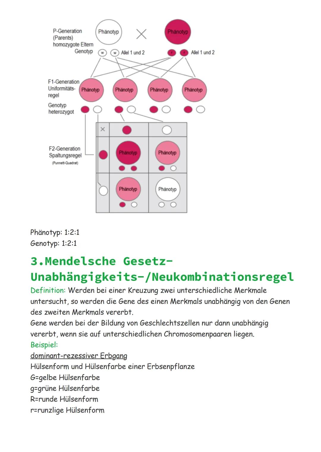 Mendelsche Gesetze
1. Mendelsche Gesetz-
Uniformitätsregel
Definition: Kreuzt man zwei homozygote Individuen, welche sich in einem
Merkmal u