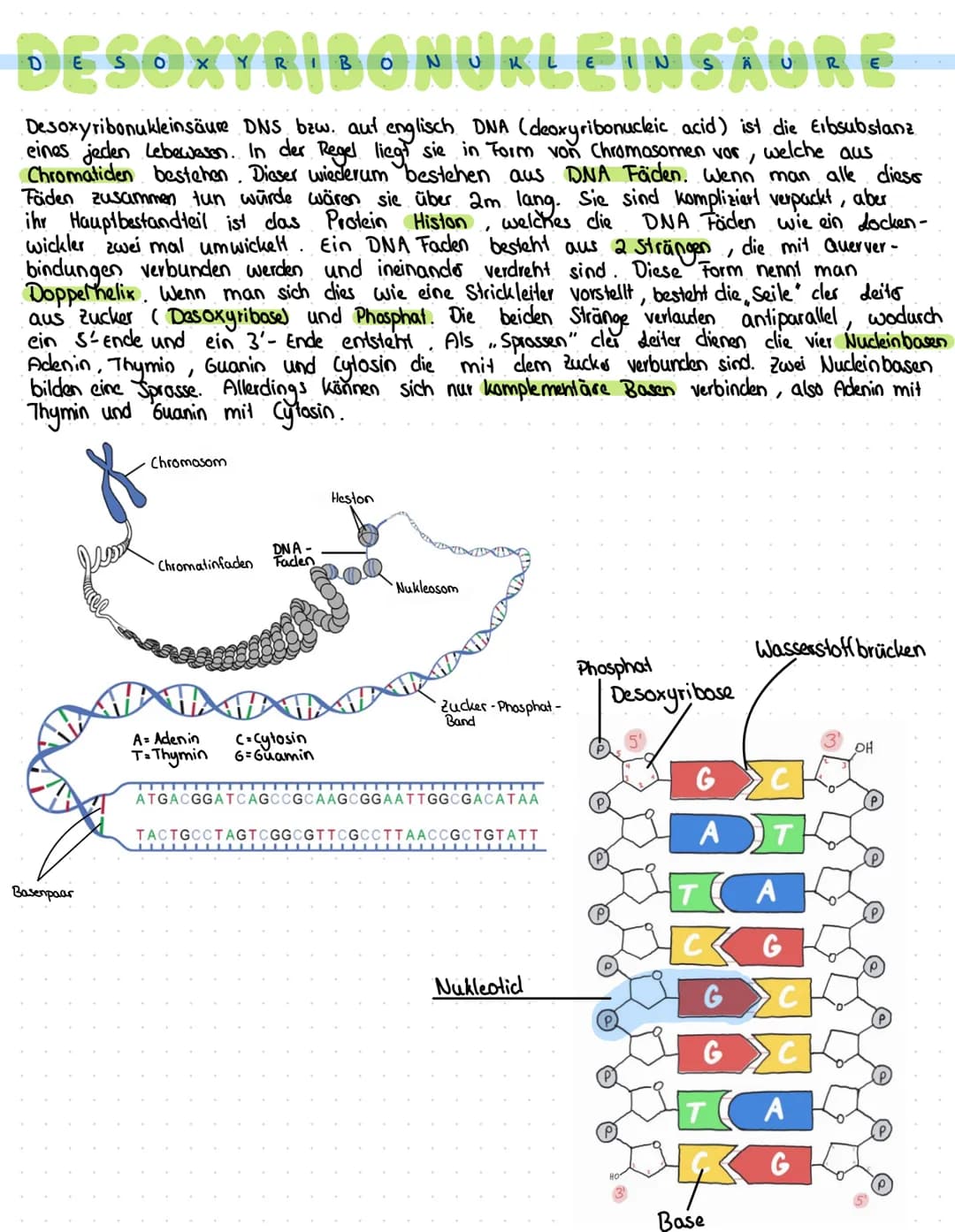 DESOXYRIBONUKLEINSÄURE
Desoxyribonukleinsäure DNS bzw. auf englisch DNA (deoxyribonucleic acid) ist die Erbsubstanz
eines jeden Lebewesen. I