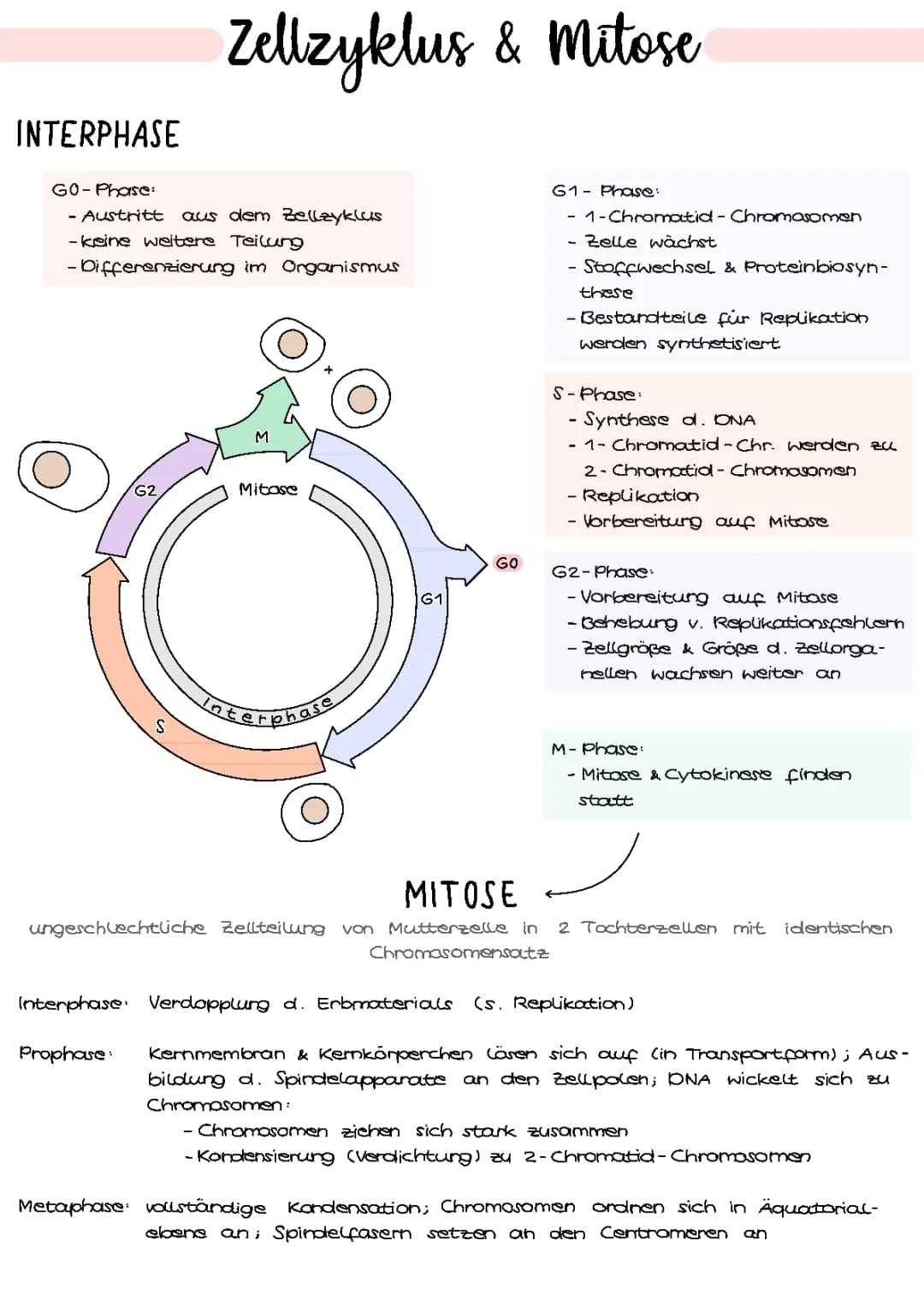 Zellzyklus & Mitose | Genetik