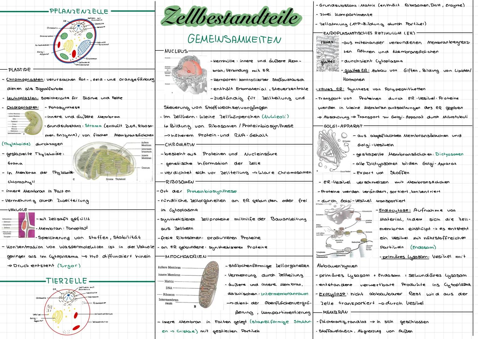 PLASTIDE
Golgi
Apparat
PFLANZENZELLE
Chromatin
Demb
Dellwand
(Thylahoide) durchzogen
- gestapelte Thylahoide:
Grana
- Chromoplasten: verursa