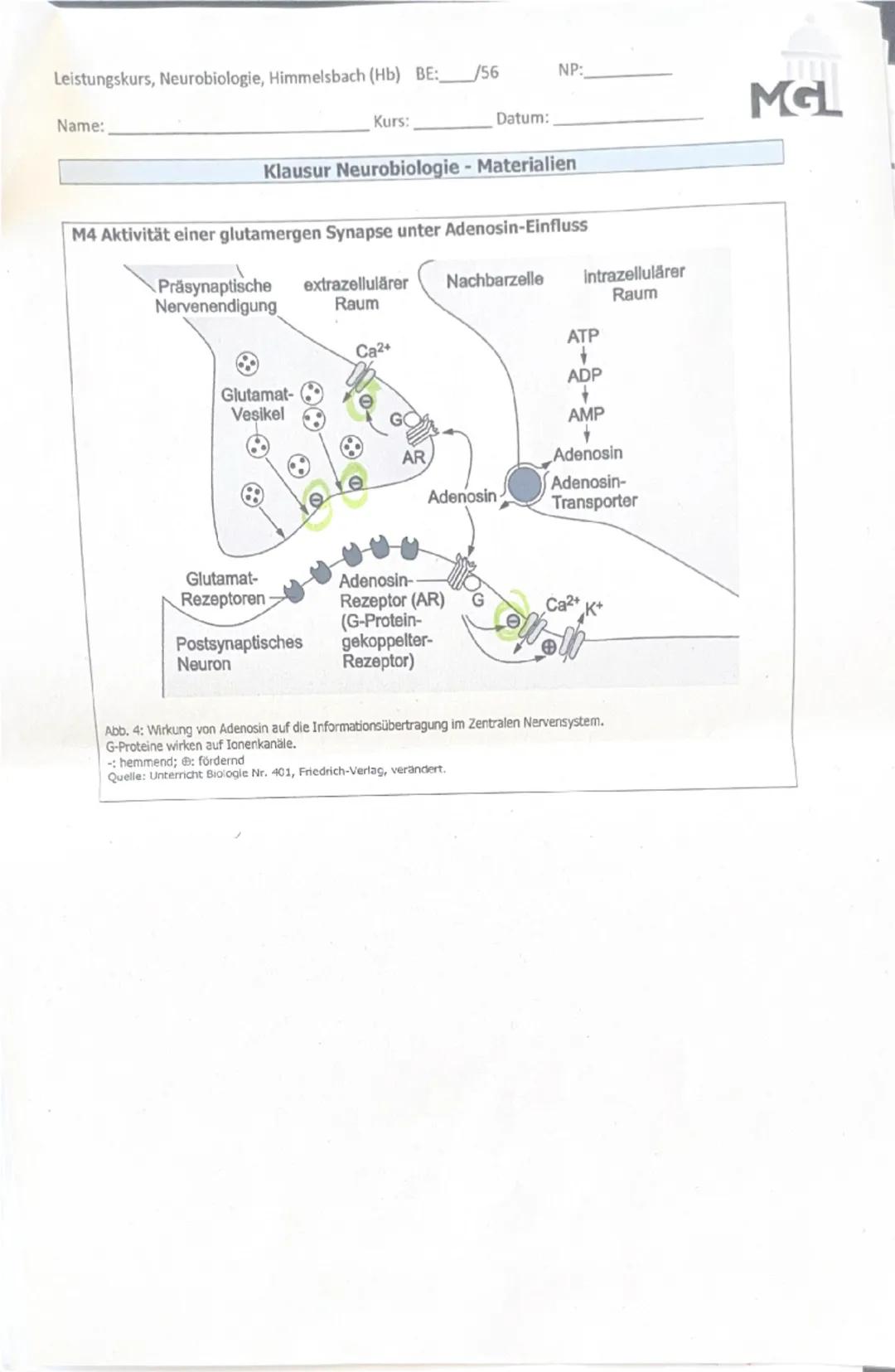 --- OCR Start ---
Leistungskurs, Neurobiologie, Himmelsbach (Hb) BE: 43/56
Name: Viven
Kurs:
NP: 12 12
Datum:
Klausur Neurobiologie
Aufgaben