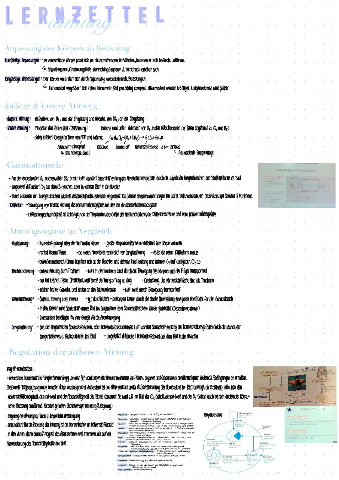 Atmung Lernzettel 