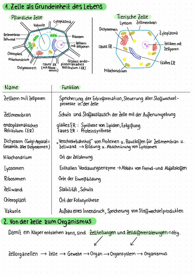 Know Genetik 10. Klasse, 1. HJ  thumbnail