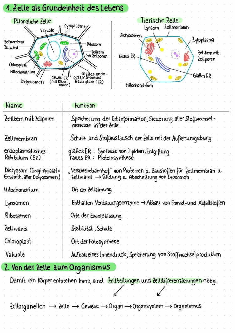 Know Genetik 10. Klasse, 1. HJ  thumbnail