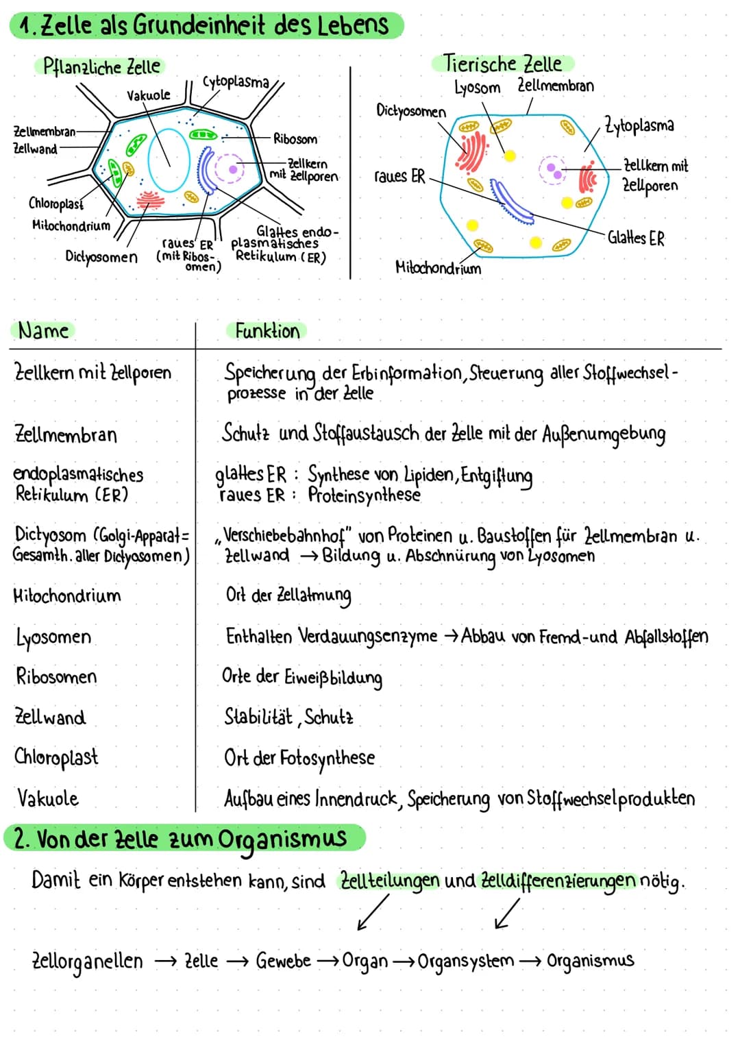1. Zelle als Grundeinheit des Lebens
Pflanzliche Zelle
Vakuole
Zellmembran
Zellwand
Chloroplast
Mitochondrium
VA
raues ER
Dictyosomen (mit R